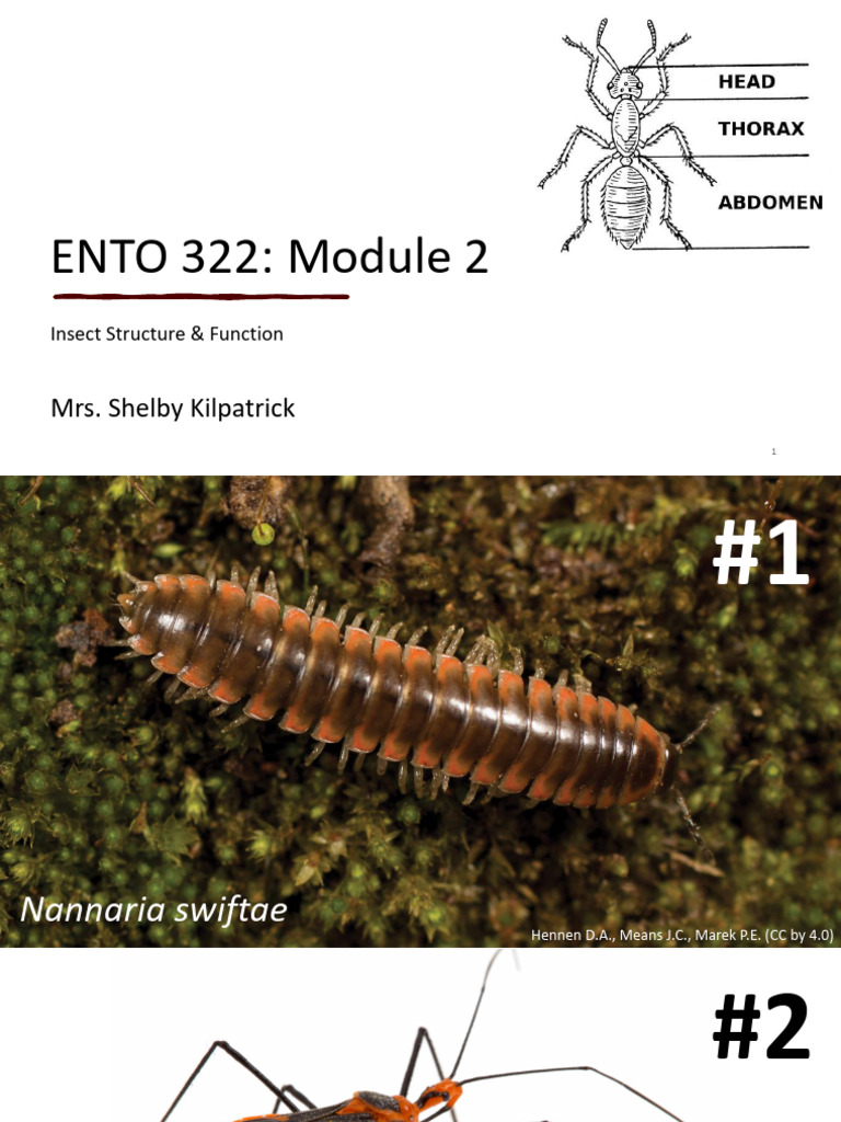 5.insect Structure Function Kilpatrick Fall 2025 NoQs | PDF | Insects ...