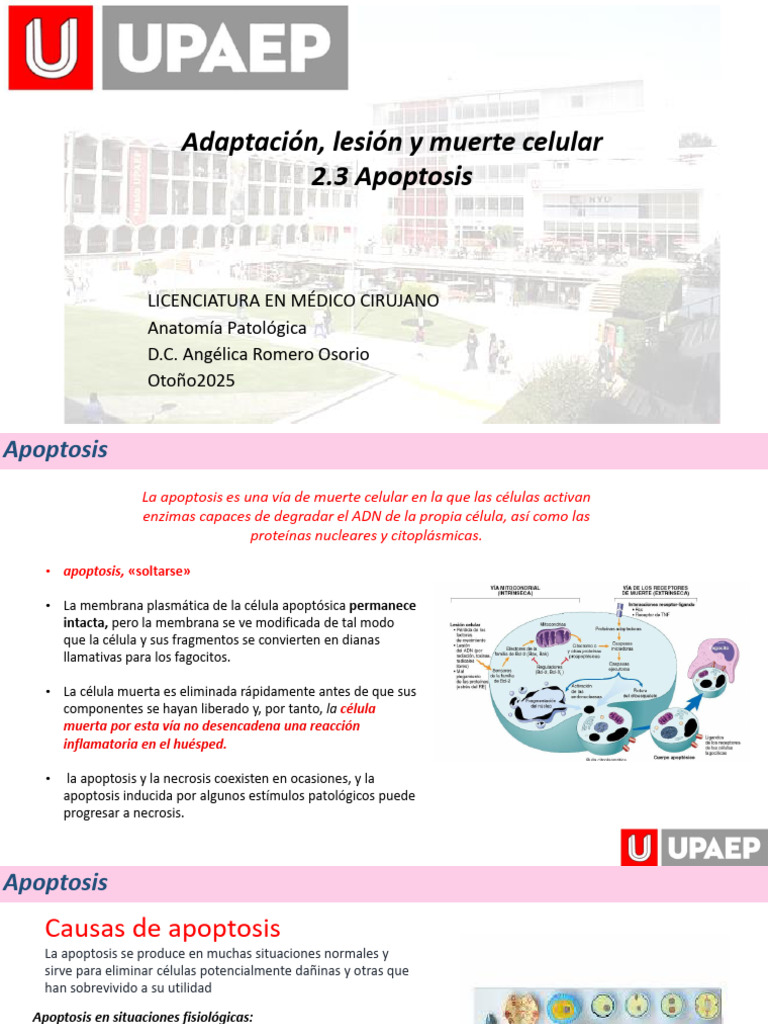 2.3 y 2.4 Apoptosis | PDF | Apoptosis | Bcl 2