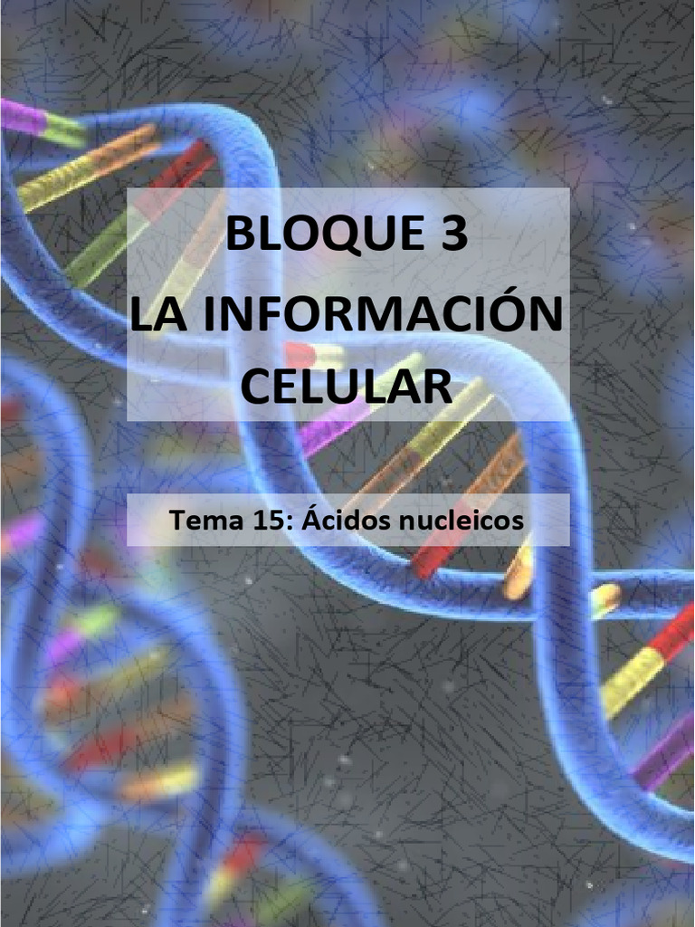 Apuntes. Tema 15. Ácidos Nucleicos | PDF | Rna | Adn