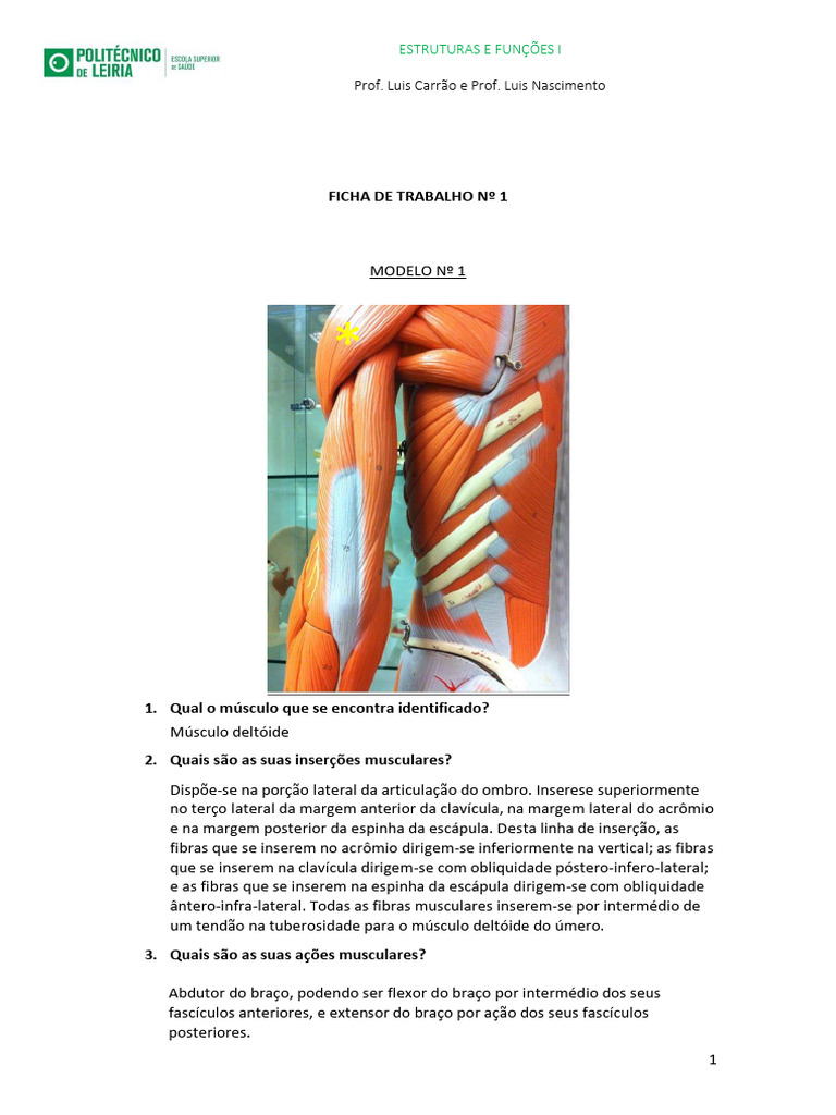 Membros Superiores (Gincana) | PDF | Anatomia humana | Membros (anatomia)