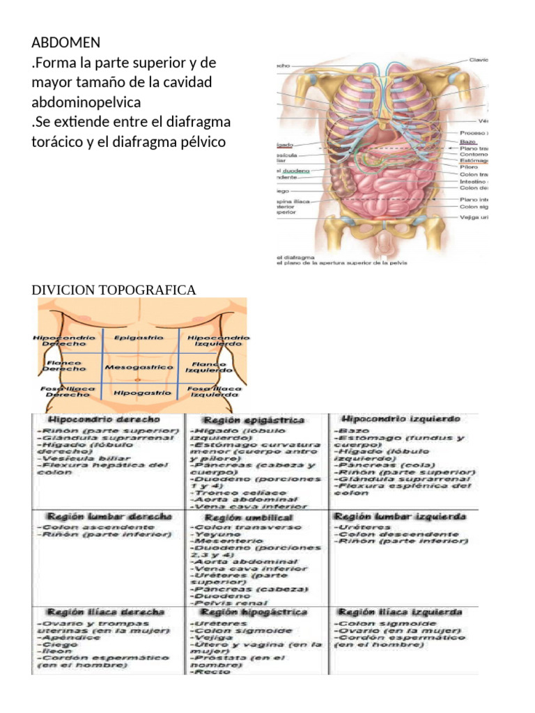 Abdomen | PDF | Abdomen | Intestino grueso