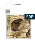 Tulang Pembentuk Cavum Orbita