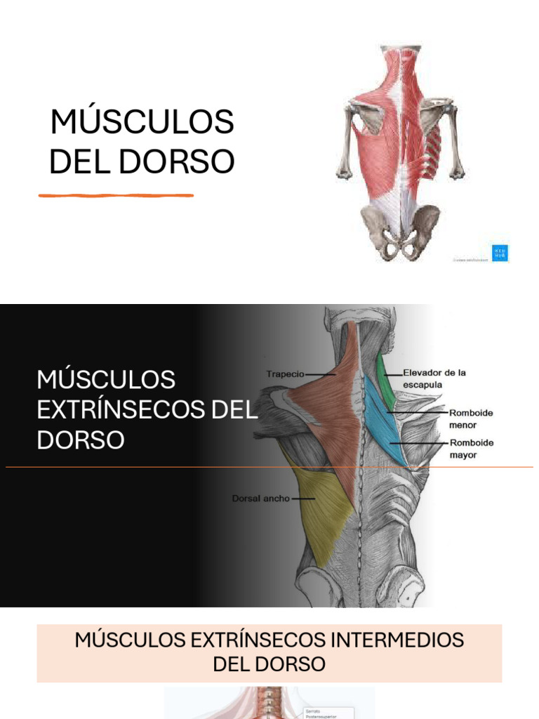 Músculos Del Dorso | PDF
