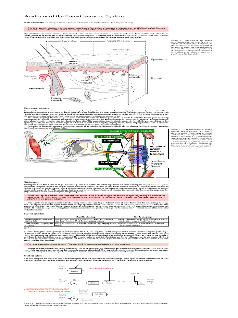 Anatomy of The Somatosensory System | PDF | Nervous System ...