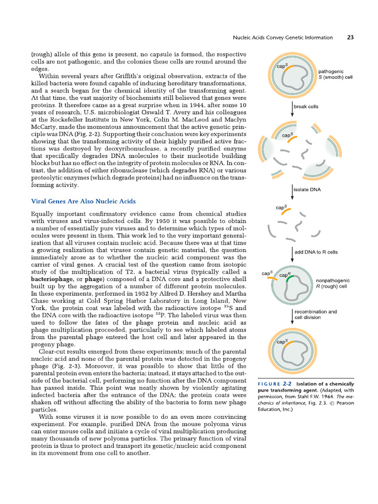 Nucleic Acid DNA Structure 1 | PDF