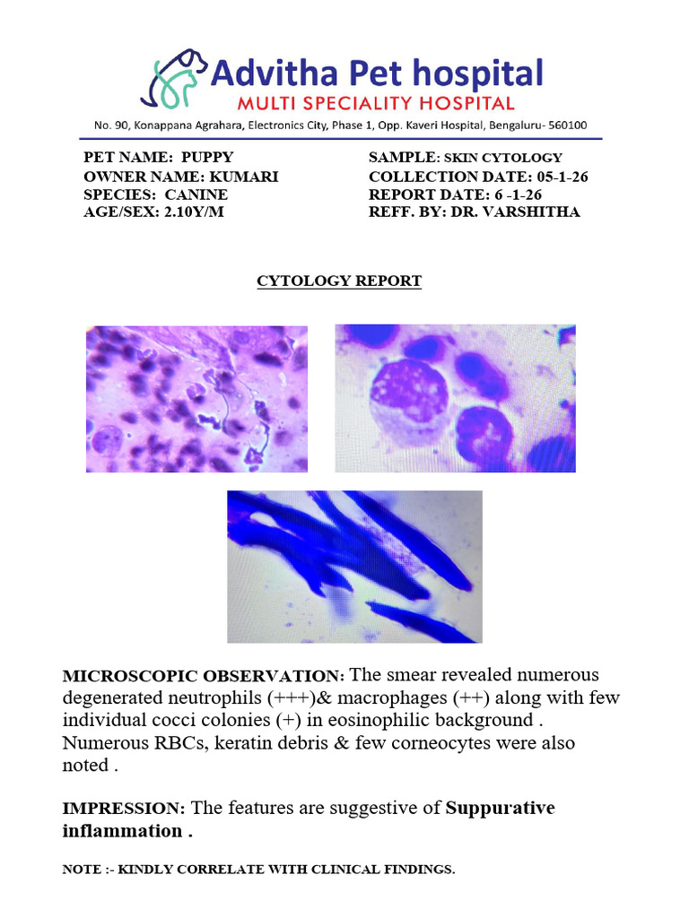 Puppy Cytology Report | PDF