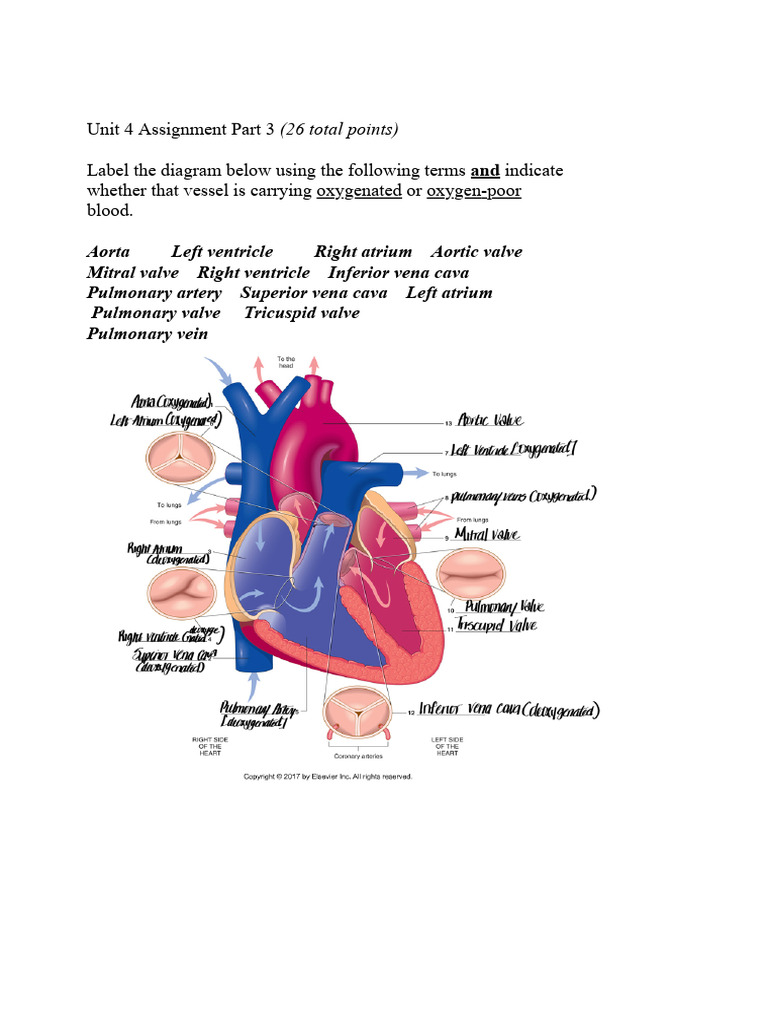 BIO3100 Unit+4 Assignment Part+3 | PDF