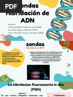 Técnica FISH: Hibridación Fluorescente en Citogenética | PDF ...