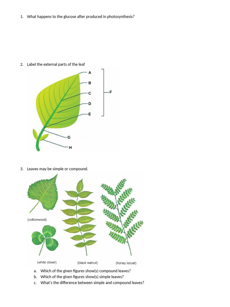 1.2C Leave Structure - Questions | PDF | Leaf | Stoma