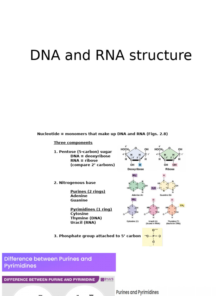 DNA and RNA Structure | PDF | Dna | Nucleotides