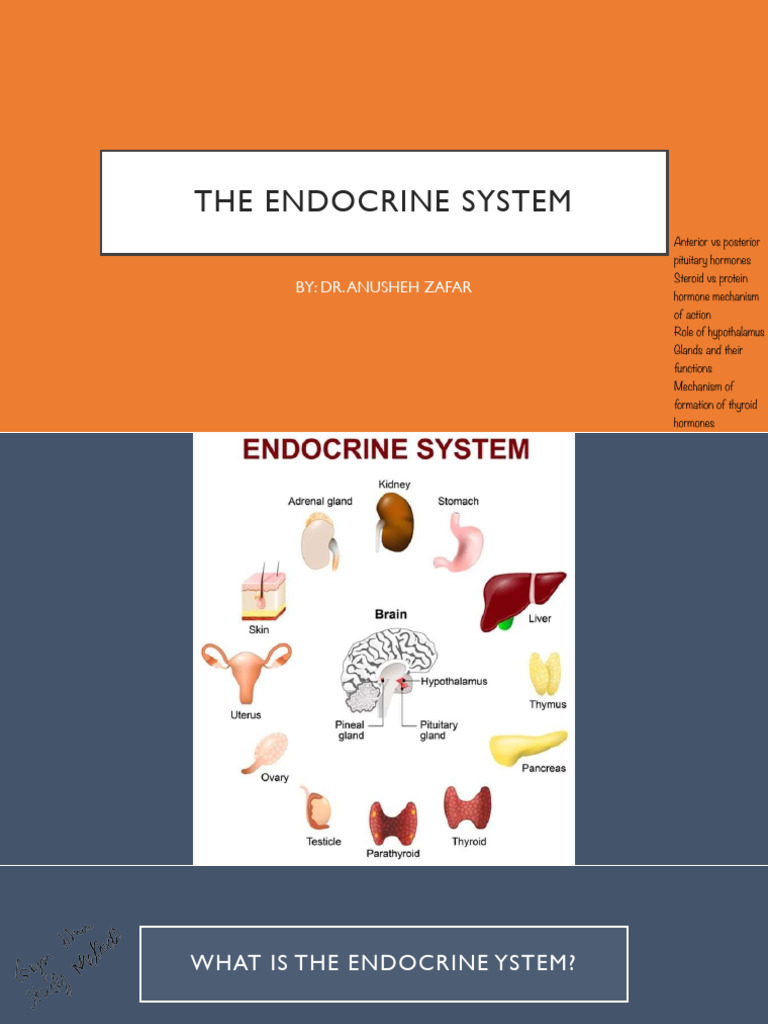 The Endocrine System | PDF | Endocrine System | Hormone