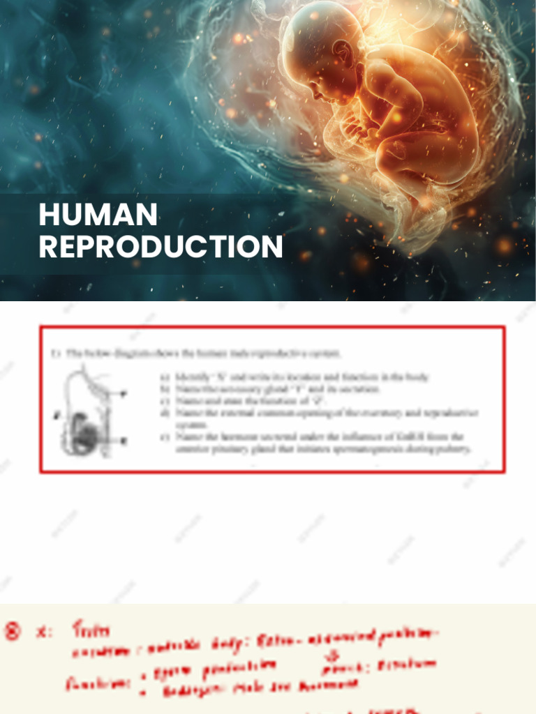 Reproduction Revision 11 | PDF | Testicle | Birth Control