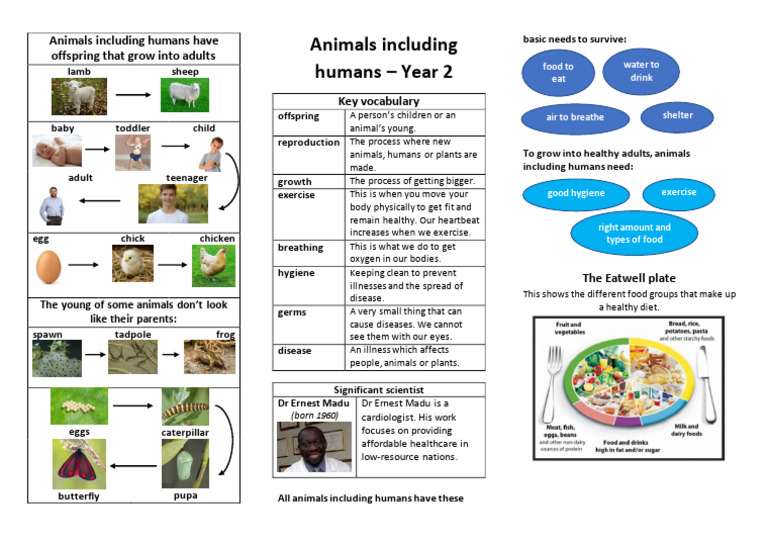 3 Animals Including Humans Year 2 | PDF | Zoology