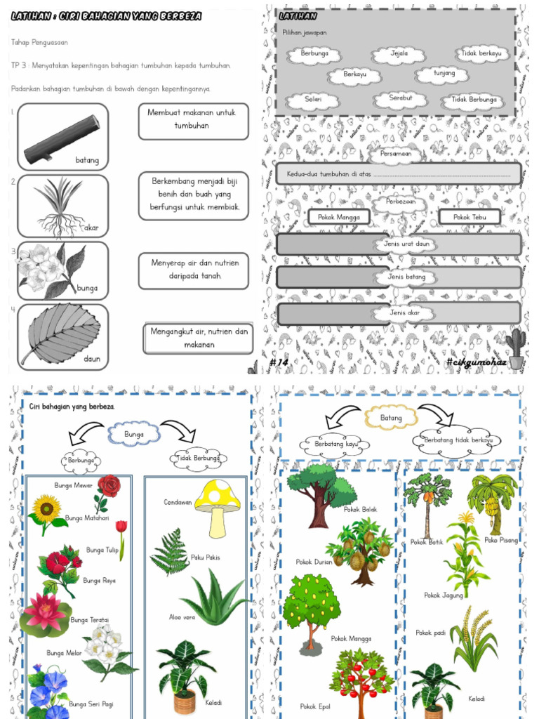 Latihan Sains Thn 1 (Tumbuhan) | PDF