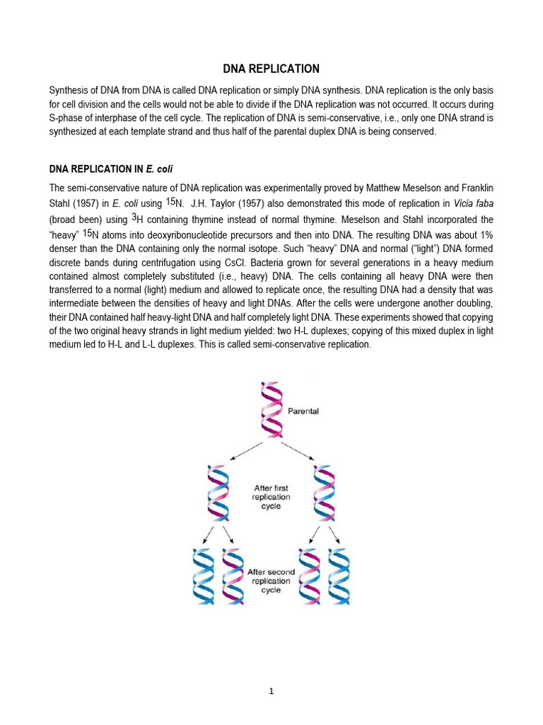 Dna Replication | PDF | Dna Replication | Primer (Molecular Biology)