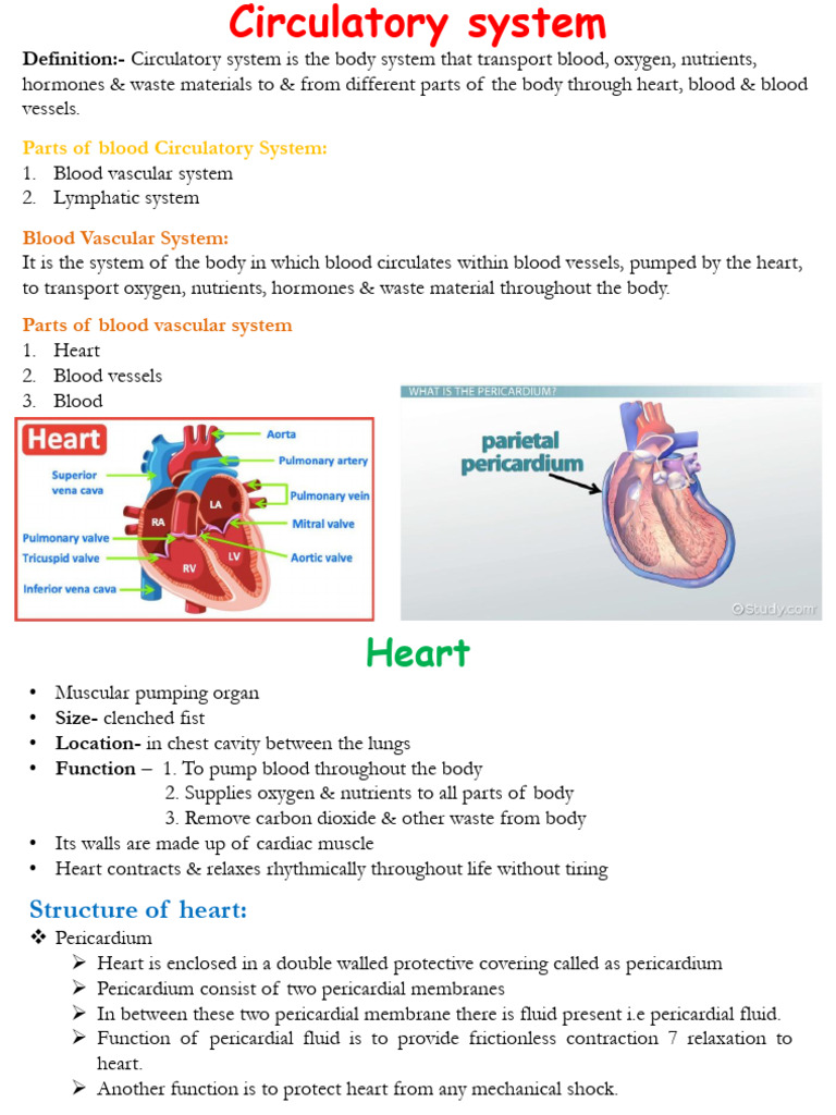 Class 8 Circulatory System | PDF | Heart Valve | Heart