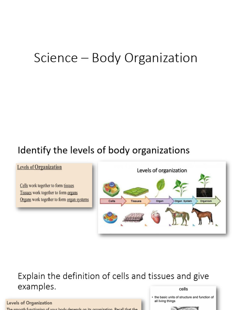 Body Organization - Science Aziz | PDF | Human Body | Circulatory System