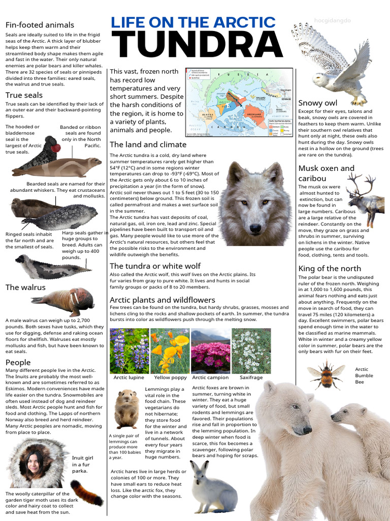Tundra | PDF | Pinniped | Arctic