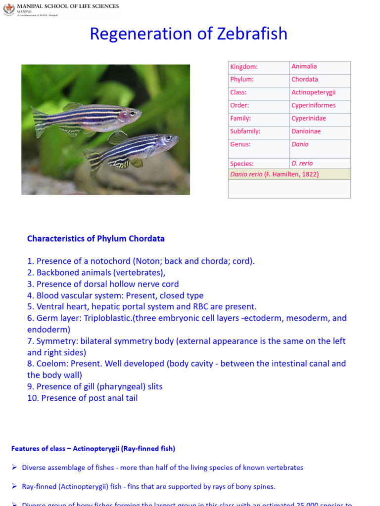 Regeneration of Zebrafish -311020 | PDF | Regeneration (Biology) | Cell ...