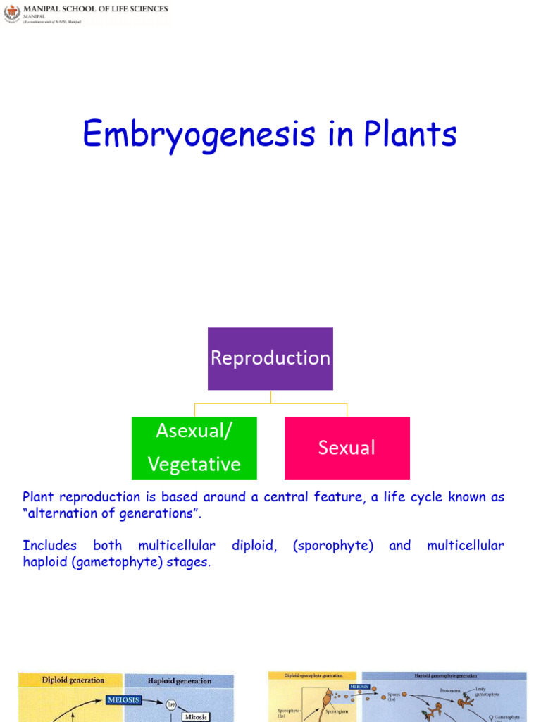 Embryogenesis in Plants - 290820 | PDF | Sexual Reproduction | Embryo
