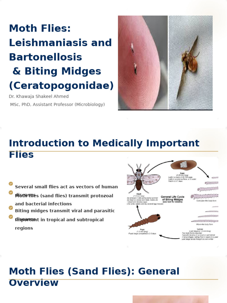Lecture 4th Moth Flies & Biting Midges | PDF | Fly | Medical Specialties