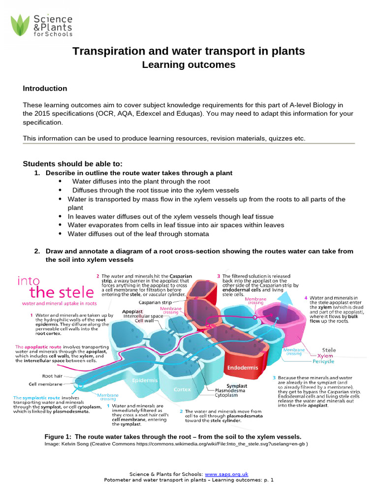 Potometer - Learning Outcomes | PDF | Stoma | Leaf
