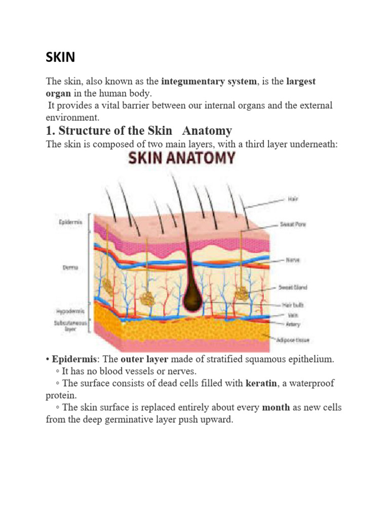 Skin System | PDF | Skin | Anatomy
