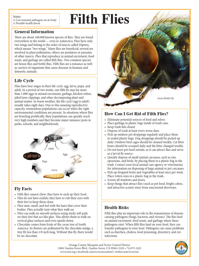 Story About Flies | PDF | Fly | Zoology