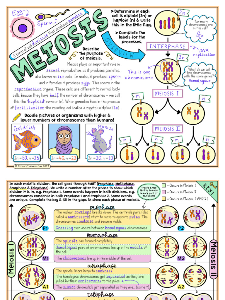 08 Meiosis - Completed Example | PDF | Meiosis | Ploidy