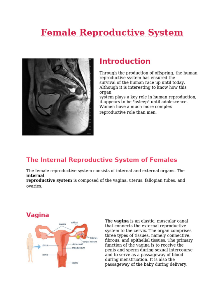 Female Reproductive System | PDF | Uterus | Labia