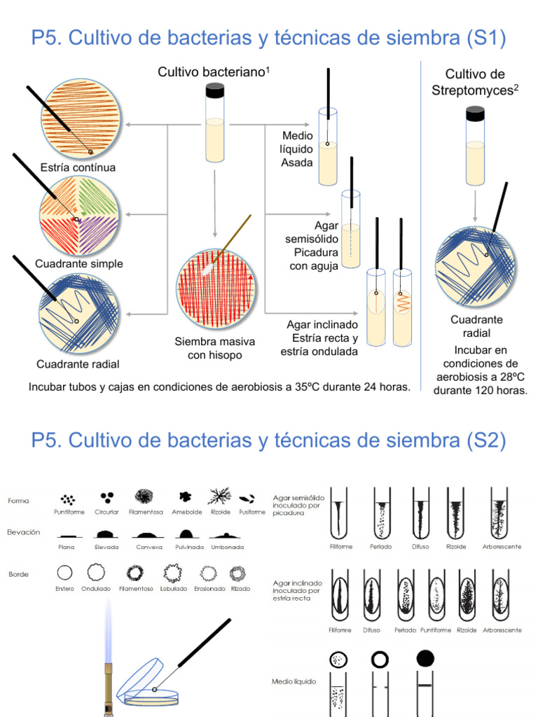 Esquema Técnicas de Inoculación | PDF | Microbiología | Organismos