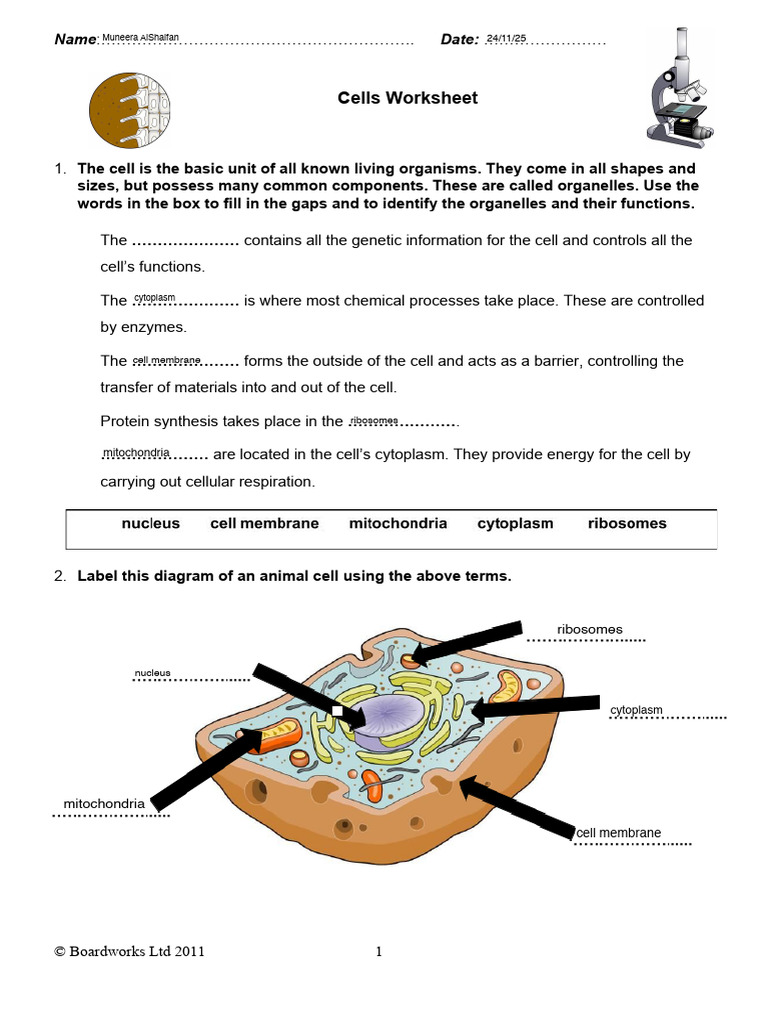 Cellsworksheet.doc | PDF | Cell (Biology) | Cytoplasm