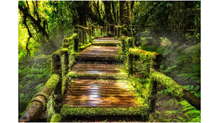 Nature | PDF