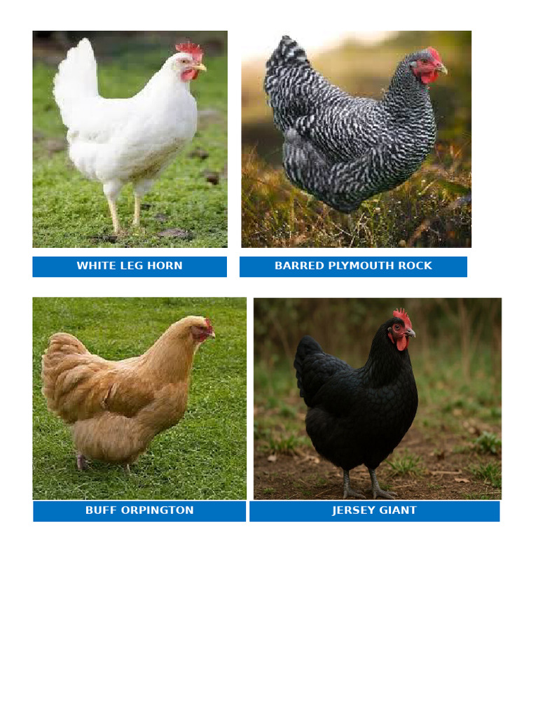 Chicken | PDF