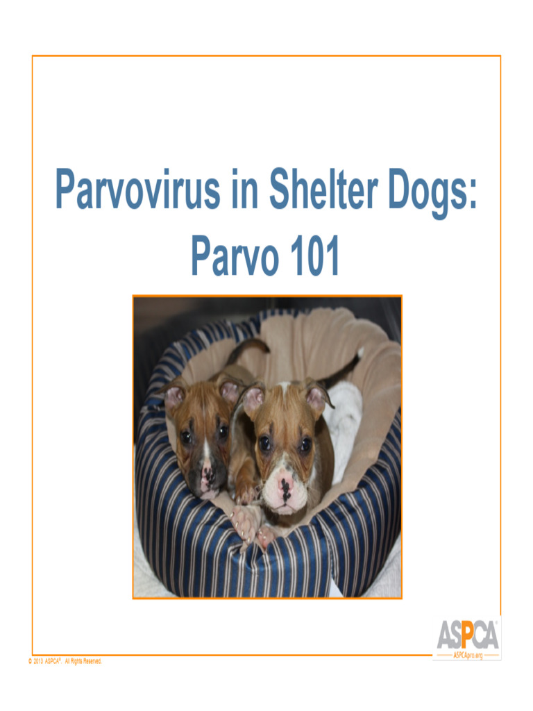 Sitesdefaultfilesaspca Webinar Slides Parvo10120a PDF | PDF | Infection ...
