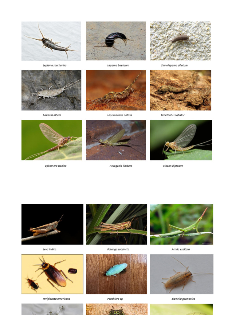 Insect Orders | PDF