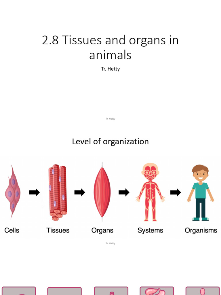 2.8 Tissues and Organs in Animals | PDF | Muscle | Human Body