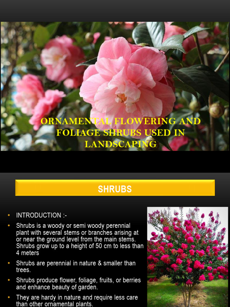 Shrubs 1 | PDF | Shrub | Hedge