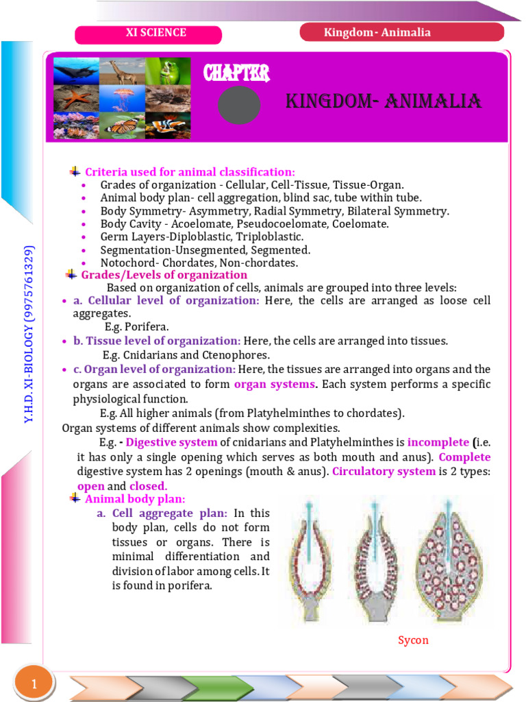 4. Kingdom Animalia 1 | PDF | Mollusca | Sponge