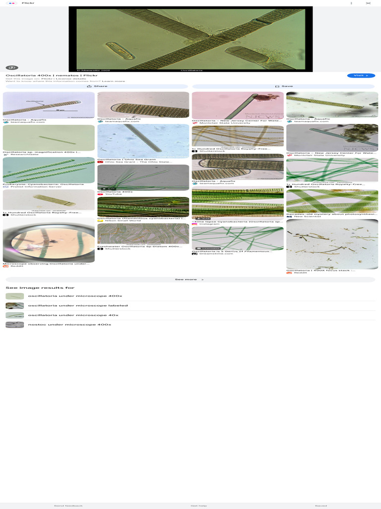 Oscillatoria 400x Magnification - Google Search | PDF | Cyanobacteria ...
