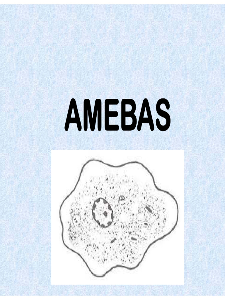 Amebas | PDF | Especialidades Medicas