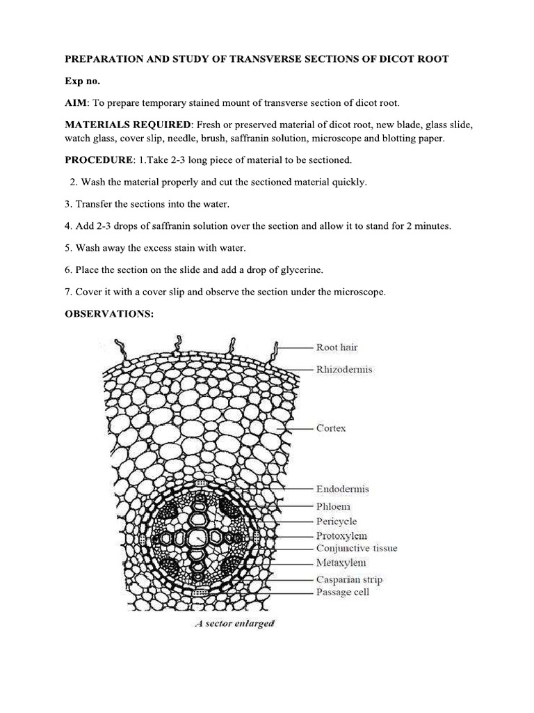Preparation and Study of Transverse Sections of Dicot Root | PDF