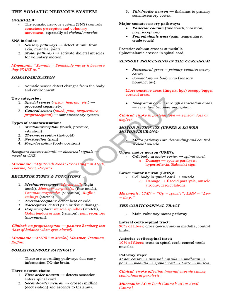 The Somatic Nervous System - Cramsheet | PDF | Somatosensory System ...