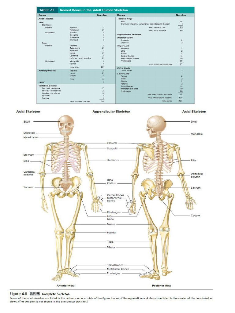 Bones | PDF