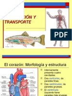 Diapositiva de Circulacion y Transporte Biología