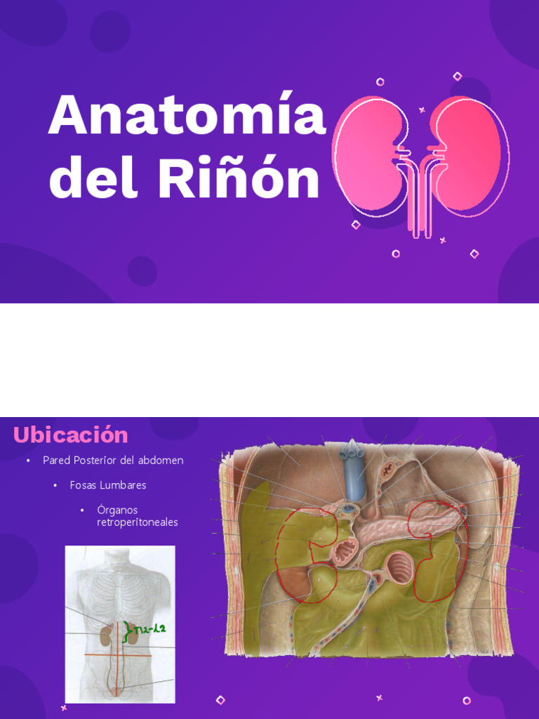 Anatomia Del Riñon | PDF | Riñón | Abdomen