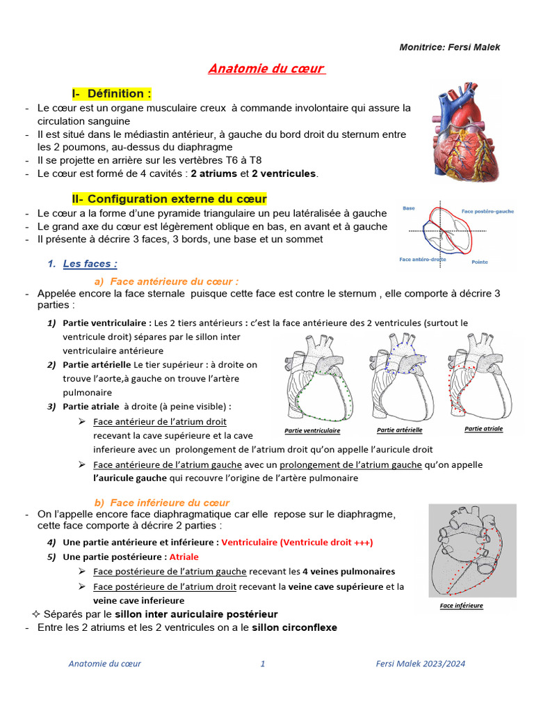 Anatomie Du Coeur PDF | PDF | Ventricule cardiaque | Atrium (anatomie)