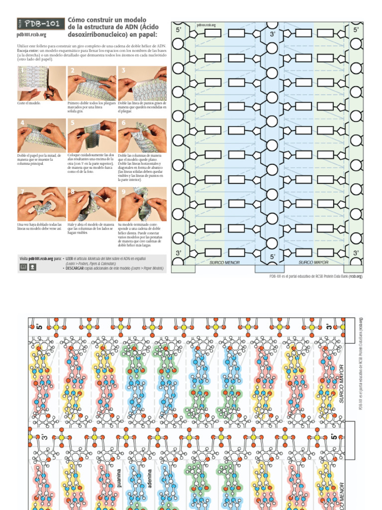 Layout 1 - Dna-Model - Espanol | PDF | Adn | Biofísica Molecular