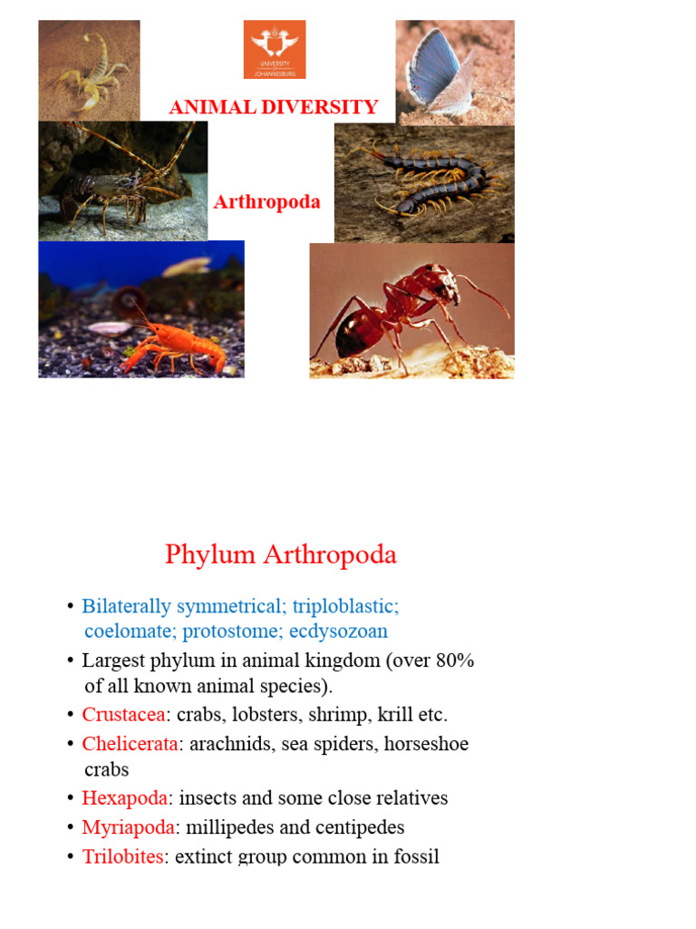 6 Arthropoda Updated_c597427923d6d540b9c84f421f6bb6dd | PDF ...