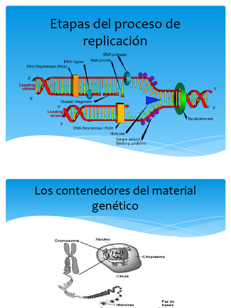 Etapas Del Proceso de Replicaci-N 2025 | PDF | Replicación De Adn | Adn